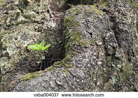 Stock Photo - Sprouting leaves. Fotosearch