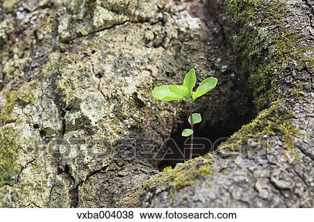 Sprouting leaves View Large Photo Image Stock Photo - Sprouting leaves. Fotosearch