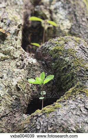 Sprouting leaves View Large Photo Image Stock Photo - Sprouting leaves. Fotosearch