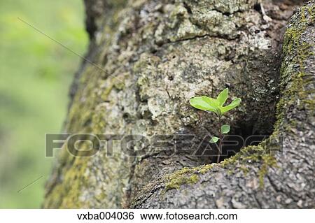 Stock Photograph - Sprouting leaves. Fotosearch