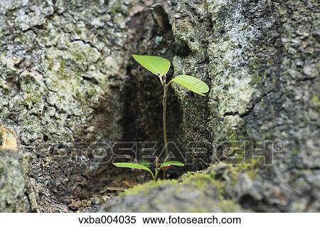 Sprouting leaves View Large Photo Image Stock Photography - Sprouting leaves. Fotosearch