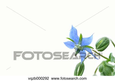 Starflower View Large Photo Image Stock Image - Starflower. Fotosearch