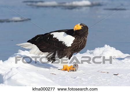 Stellers Sea Eagle View Large Photo Image Stock Photo - Stellers Sea Eagle. Fotosearch
