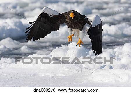 Stock Photo - Stellers Sea Eagle. Fotosearch