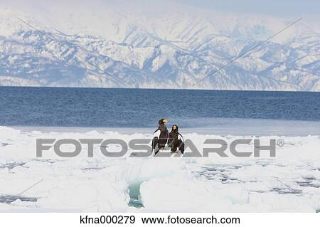 Stock Photo - Stellers Sea Eagle. Fotosearch