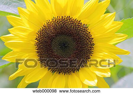 Sunflower View Large Photo Image Stock Photo - Sunflower. Fotosearch