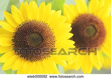 Sunflowers View Large Photo Image Stock Image - Sunflowers. Fotosearch