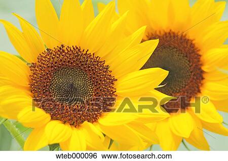 Sunflowers View Large Photo Image Stock Photograph - Sunflowers. Fotosearch