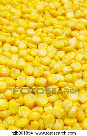 Picture - Sweet Corn. Fotosearch