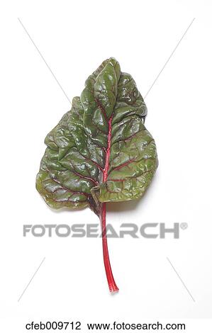Swiss Chard View Large Photo Image Stock Image - Swiss Chard. Fotosearch