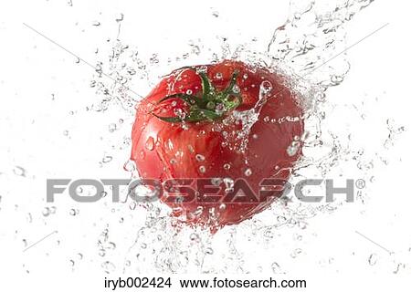 Tomato and water splash View Large Photo Image Picture - Tomato and water splash. Fotosearch