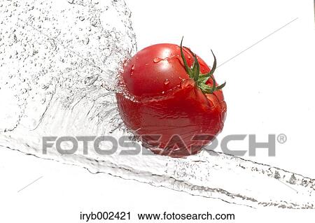 Tomato and water splash View Large Photo Image Stock Image - Tomato and water splash. Fotosearch