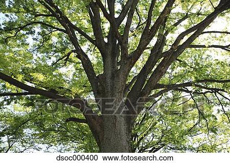Tree and foliage View Large Photo Image Stock Image - Tree and foliage. Fotosearch