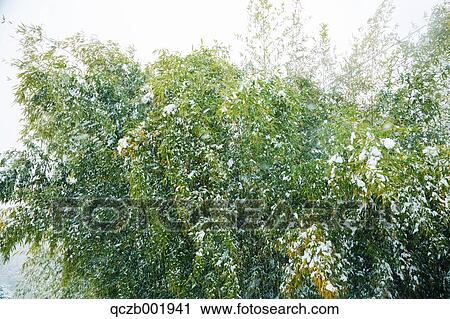 Stock Image - Tree and foliage. Fotosearch