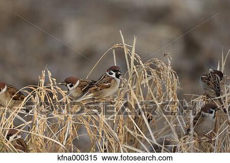 Tree Sparrow View Large Photo Image Stock Photography - Tree Sparrow. Fotosearch