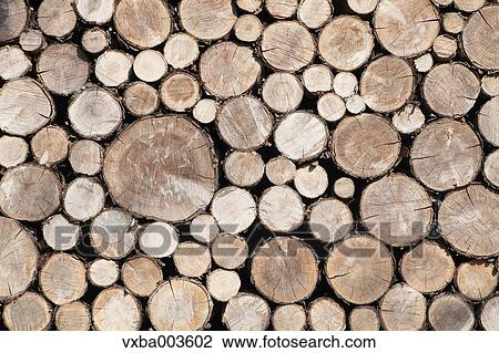 Tree trunks View Large Photo Image Stock Image - Tree trunks. Fotosearch