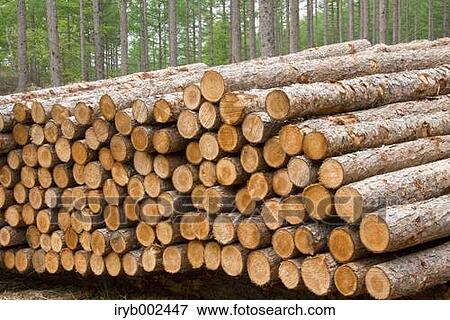 Tree trunks View Large Photo Image Stock Photo - Tree trunks. Fotosearch
