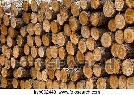 Stock Photo - Tree trunks. Fotosearch