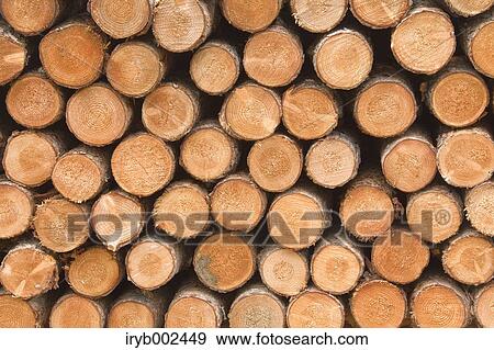 Stock Photo - Tree trunks. Fotosearch