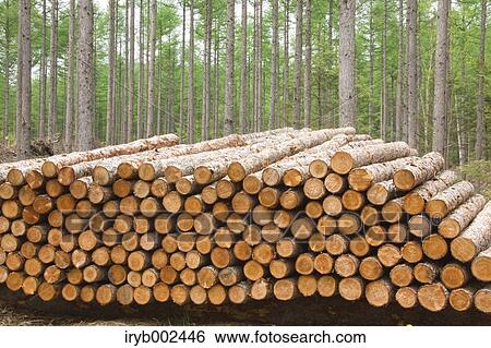Tree trunks View Large Photo Image Stock Photograph - Tree trunks. Fotosearch
