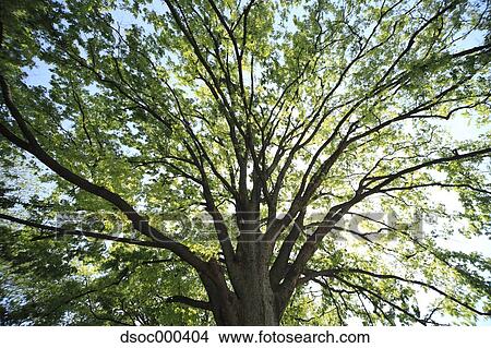 Trees and sky View Large Photo Image Picture - Trees and sky. Fotosearch