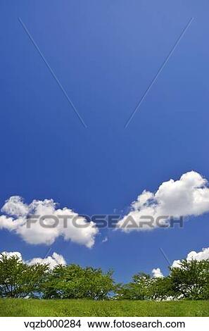 Picture - Trees and sky. Fotosearch