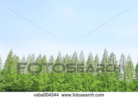 Trees and sky View Large Photo Image Picture - Trees and sky. Fotosearch