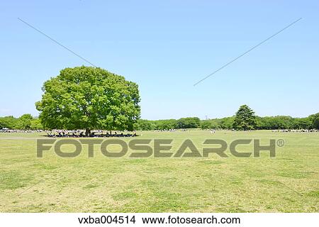 Picture - Trees and sky. Fotosearch