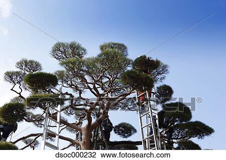 Trees and sky View Large Photo Image Stock Image - Trees and sky. Fotosearch