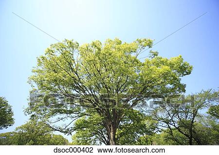 Trees and sky View Large Photo Image Stock Image - Trees and sky. Fotosearch