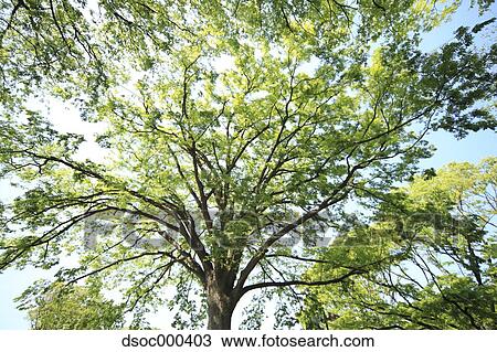 Trees and sky View Large Photo Image Stock Image - Trees and sky. Fotosearch