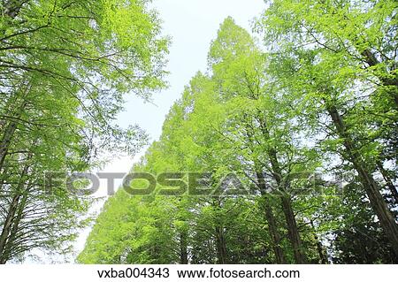 Trees and sky View Large Photo Image Stock Image - Trees and sky. Fotosearch
