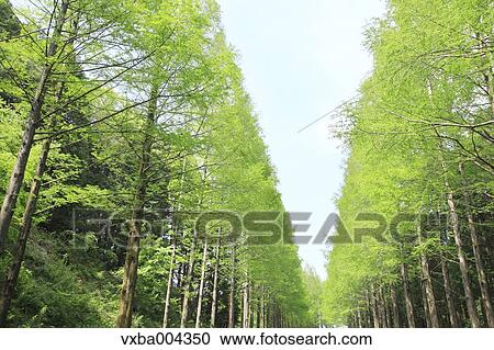 Trees and sky View Large Photo Image Stock Image - Trees and sky. Fotosearch