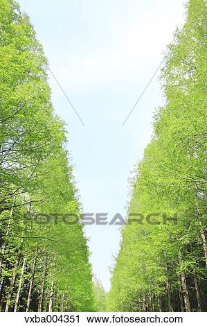 Stock Image - Trees and sky. Fotosearch