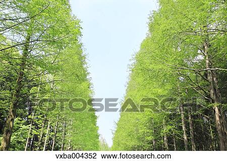 Trees and sky View Large Photo Image Stock Image - Trees and sky. Fotosearch