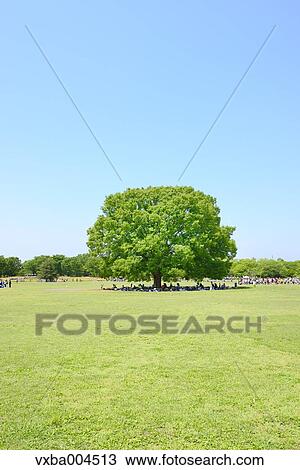 Trees and sky View Large Photo Image Stock Image - Trees and sky. Fotosearch