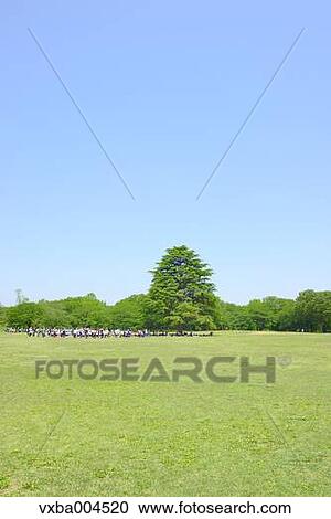 Trees and sky View Large Photo Image Stock Image - Trees and sky. Fotosearch