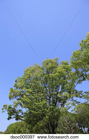 Trees and sky View Large Photo Image Stock Photo - Trees and sky. Fotosearch