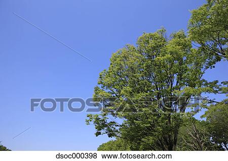 Trees and sky View Large Photo Image Stock Photo - Trees and sky. Fotosearch
