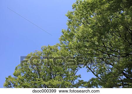 Trees and sky View Large Photo Image Stock Photo - Trees and sky. Fotosearch