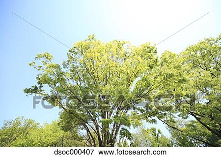 Trees and sky View Large Photo Image Stock Photo - Trees and sky. Fotosearch