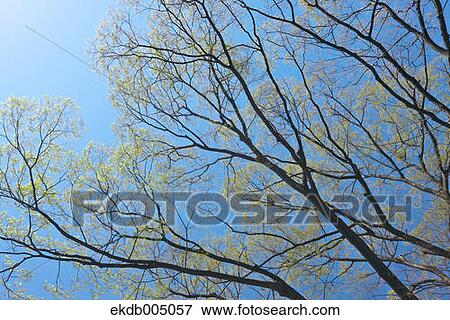 Trees and sky View Large Photo Image Stock Photo - Trees and sky. Fotosearch