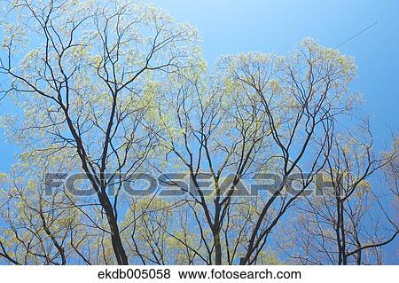 Trees and sky View Large Photo Image Stock Photo - Trees and sky. Fotosearch