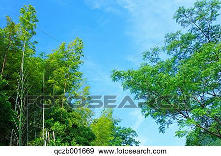 Trees and sky View Large Photo Image Stock Photo - Trees and sky. Fotosearch