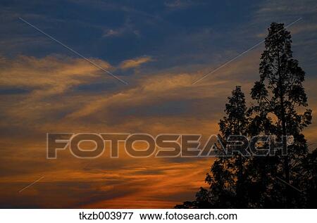 Stock Photo - Trees and sky. Fotosearch