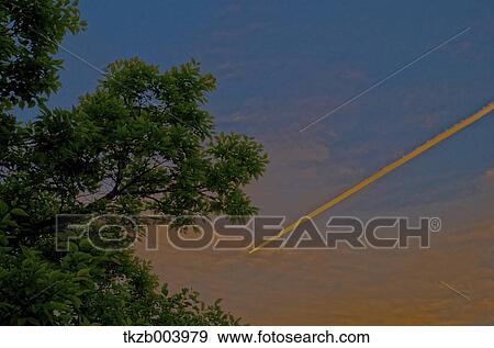 Trees and sky View Large Photo Image Stock Photo - Trees and sky. Fotosearch