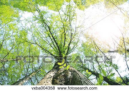 Trees and sky View Large Photo Image Stock Photo - Trees and sky. Fotosearch
