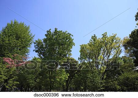 Stock Photograph - Trees and sky. Fotosearch