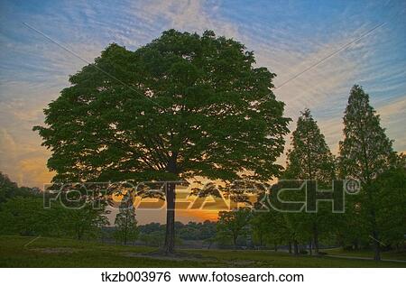 Trees and sky View Large Photo Image Stock Photograph - Trees and sky. Fotosearch