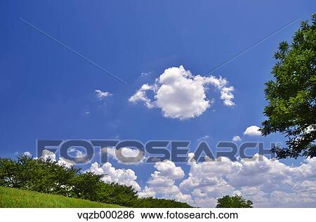 Trees and sky View Large Photo Image Stock Photograph - Trees and sky. Fotosearch